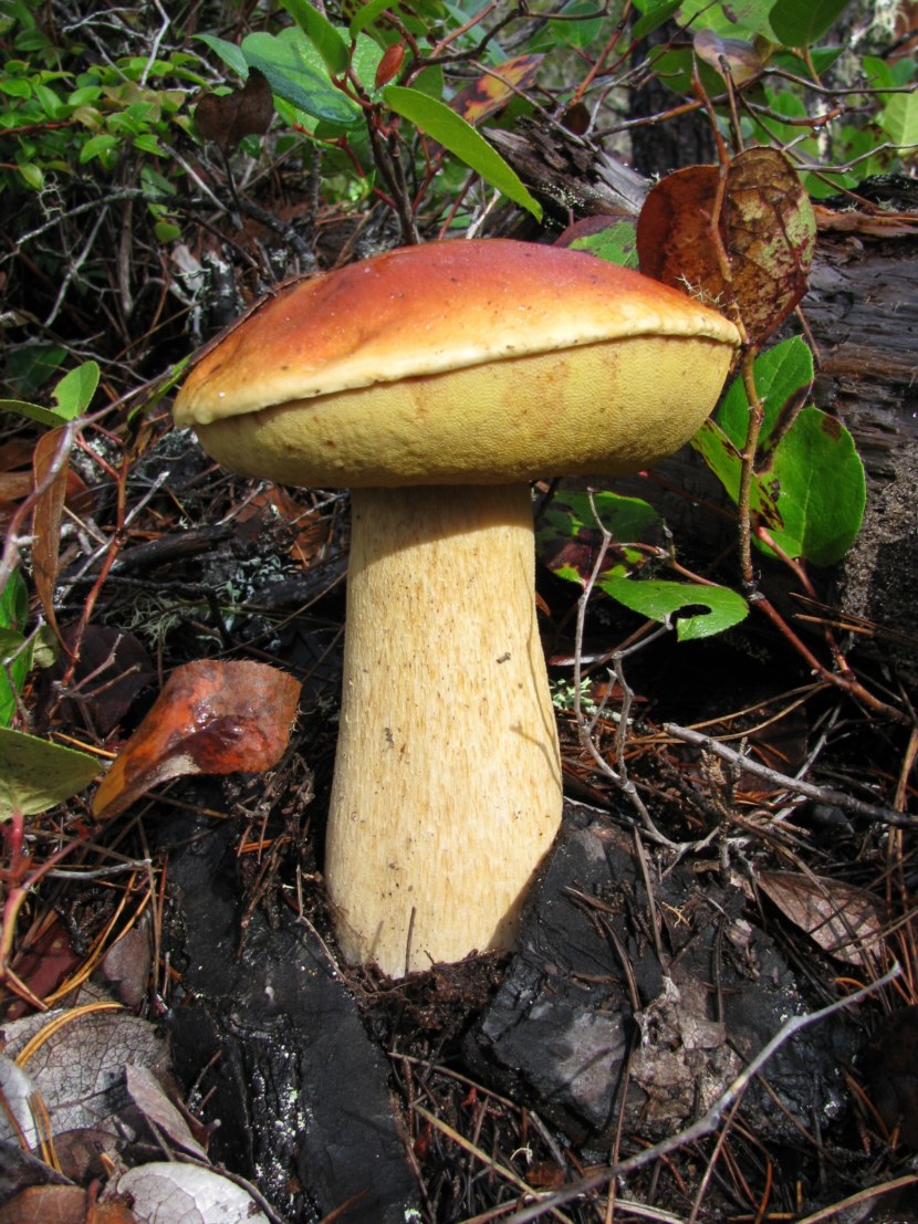 Как выглядит белый гриб: фото с названиями, где растут и при какой температуре