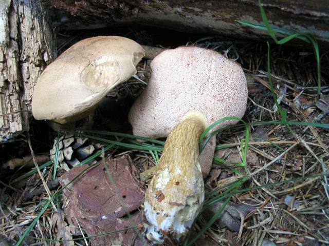 Белый гриб: фото в разрезе и описание, похожие грибы, съедобный или нет, сколько стоят свежие боровики