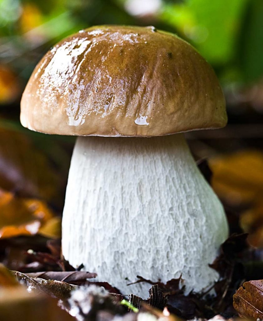 Как отличить настоящий белый гриб