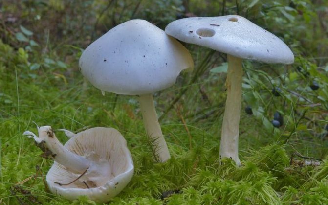 Как выглядит ядовитый гриб белая поганка (с фото)