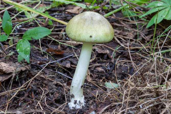 Чаще всего гриб встречается в августе
