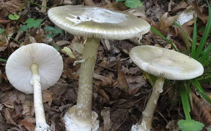 Ядовитый гриб бледная поганка: фото и описание растения
