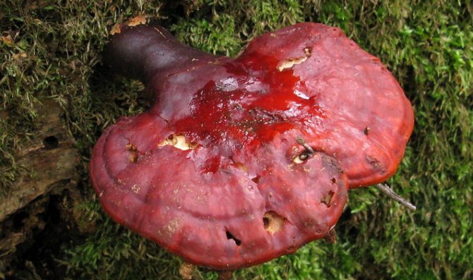 Трубчатые грибы: съедобные и несъедобные виды