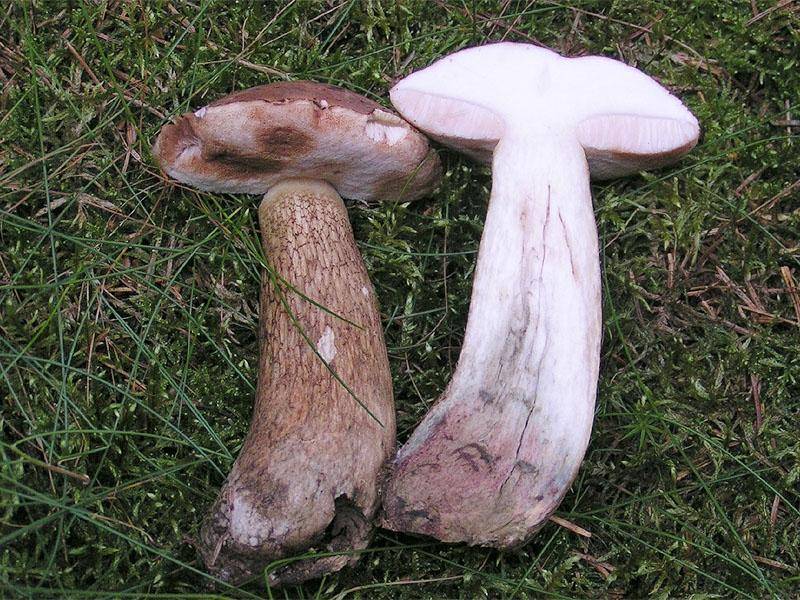 Желчный гриб (ложный белый гриб) в разрезе