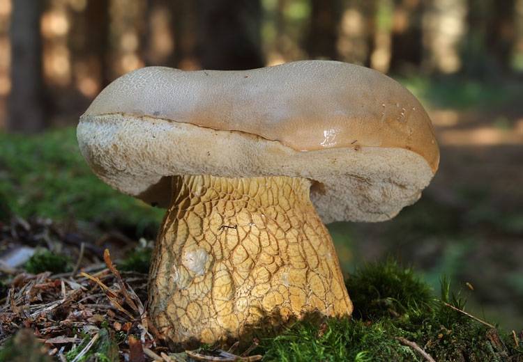 Желчный гриб: съедобный или нет, как выглядит и чем отличается от белого