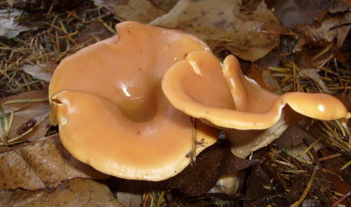 Есть ли грибы в октябре в Подмосковье, в каких лесах их собирают