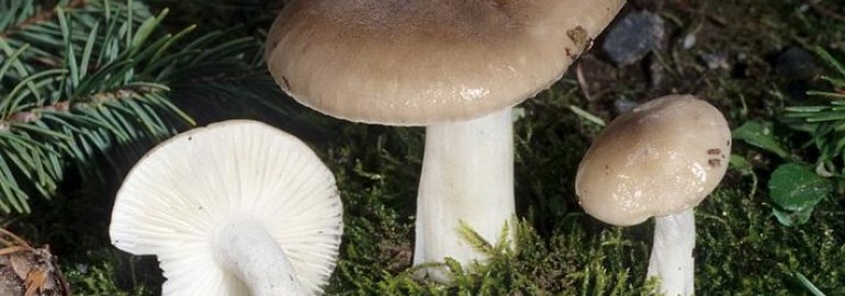 Есть ли грибы в октябре в Подмосковье, в каких лесах их собирают