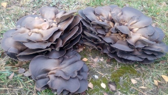 Какие грибы, где растут и когда: места и сроки плодоношения