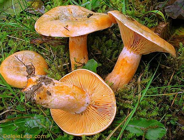 На фото грибы рыжики