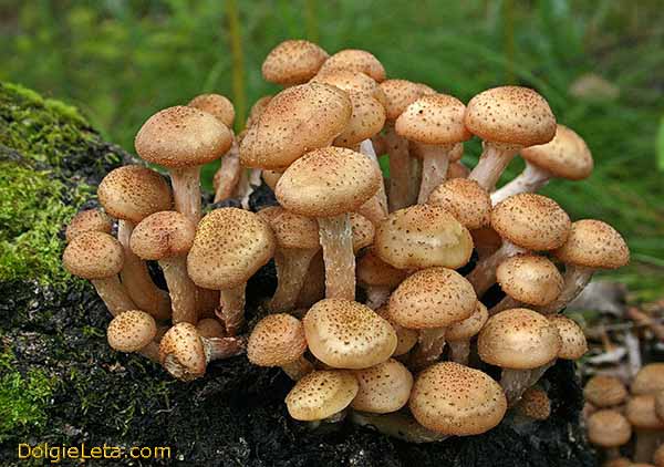 На фото грибы опята