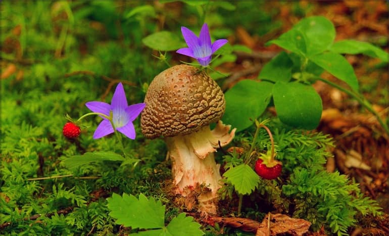 Сходство грибов с растениями и животными - общие признаки, характеристики и черты 