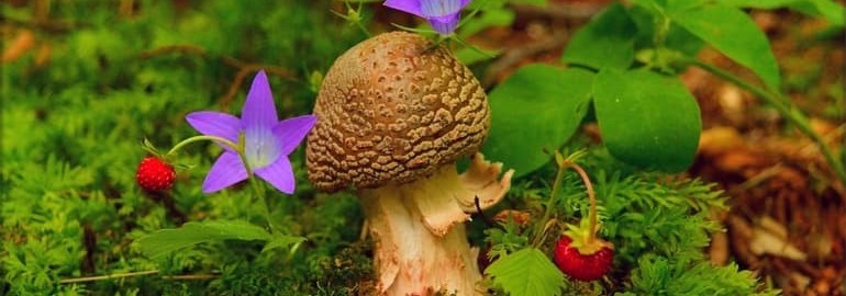 Сходство грибов с растениями и животными - общие признаки, характеристики и черты - Помощник для школьников