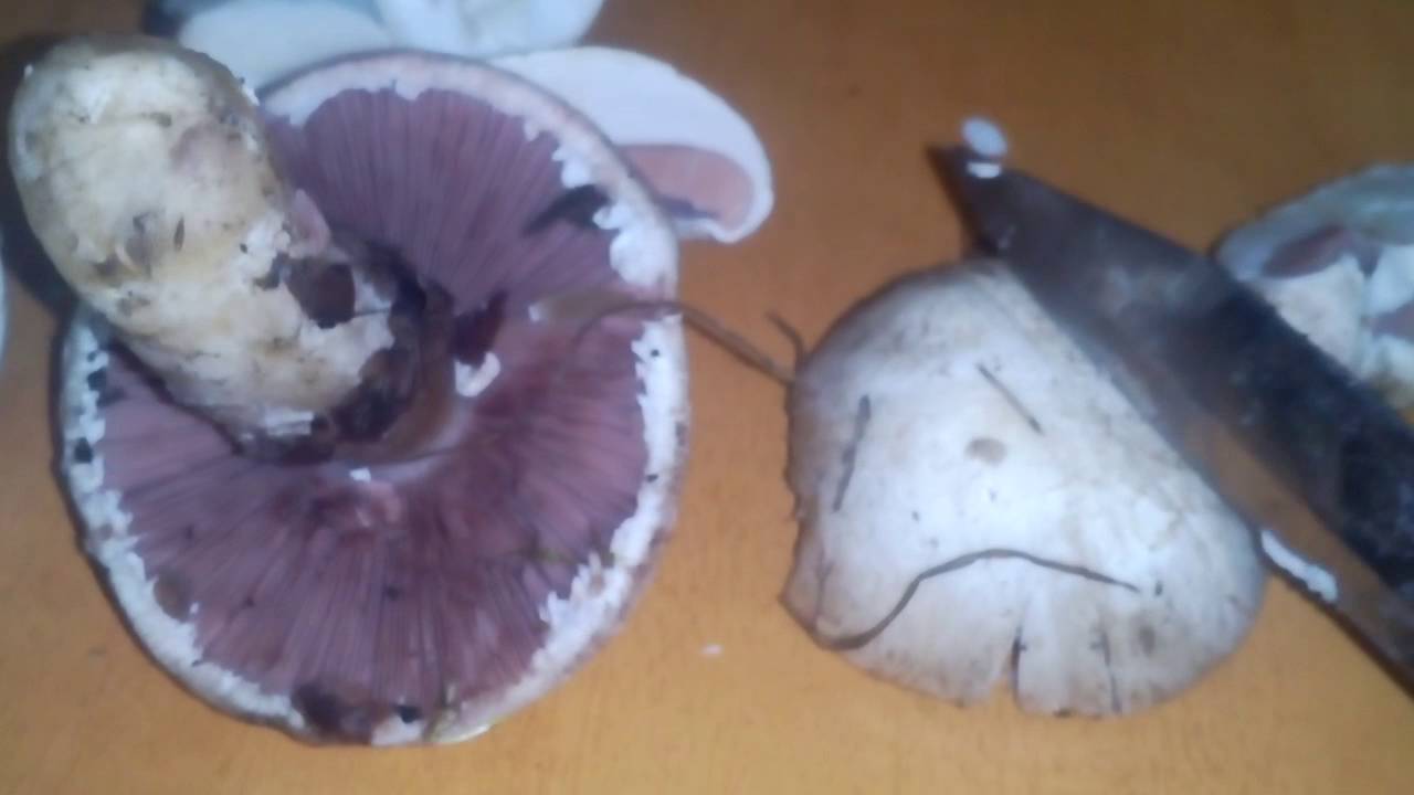 Бледная поганка: как выглядит, способы отличия ее от других грибов