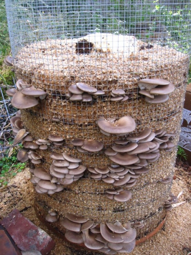 Выращивание грибов Вешенок: мой опыт за 15 лет