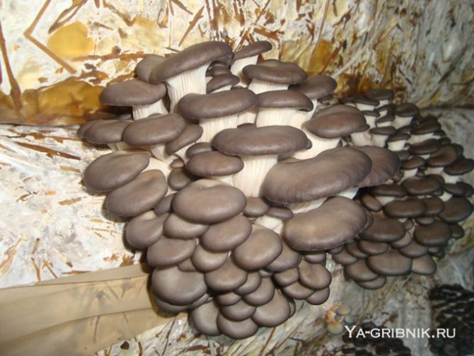 Выращивание грибов Вешенок: мой опыт за 15 лет