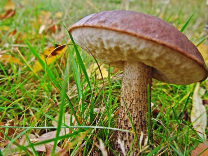 Через сколько дней после дождя появляются грибы и когда можно собирать