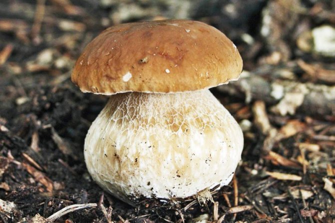 Через сколько дней после дождя появляются грибы и когда можно собирать
