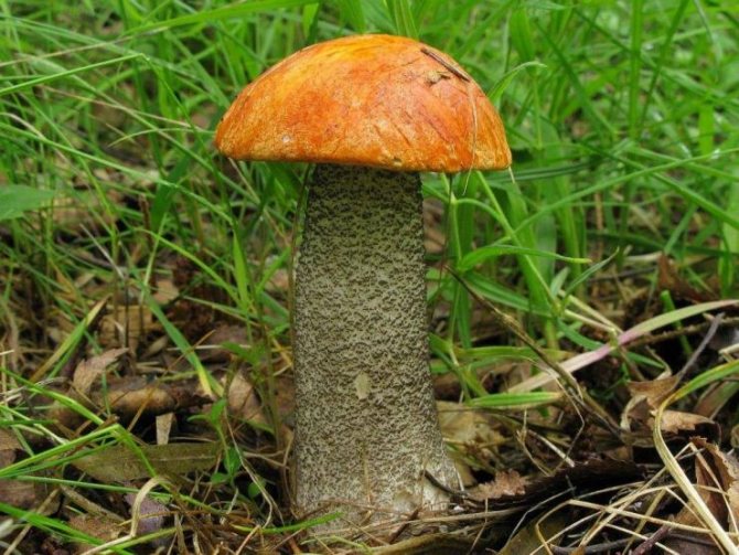 Почему гриб подосиновик так называется