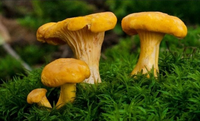 Когда собирать лисички, где растут эти грибы в Подмосковье и Московской области