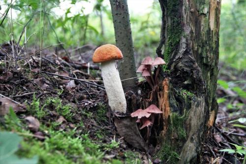 Когда после дождя появляются грибы. Дневник грибника.Скорость роста грибов.