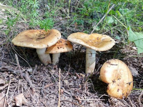 Когда после дождя появляются грибы. Дневник грибника.Скорость роста грибов.
