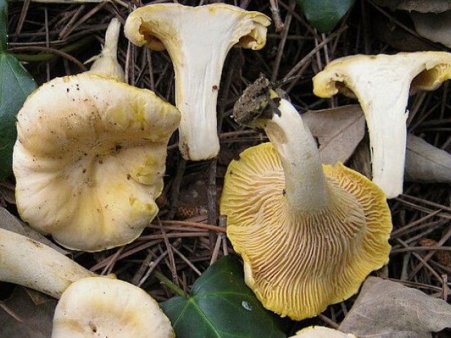 Когда собирать лисички, где растут эти грибы в Подмосковье и Московской области
