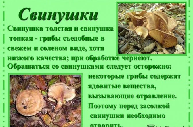 Информация о грибах