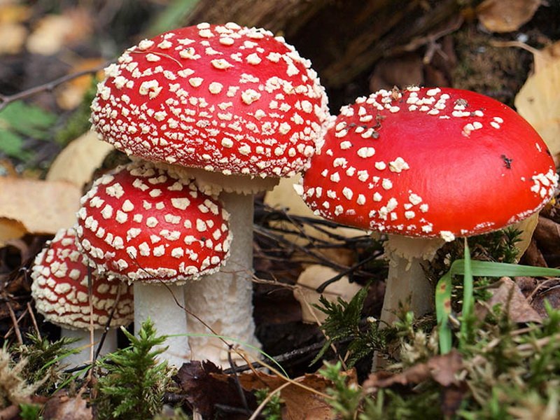 Мухомор: описание гриба, его виды и применение. Можно ли есть мухоморы?
