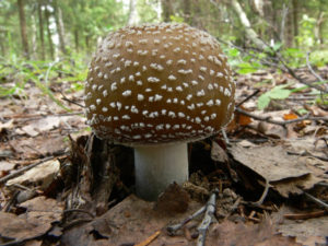 Мухомор: описание гриба, его виды и применение. Можно ли есть мухоморы?