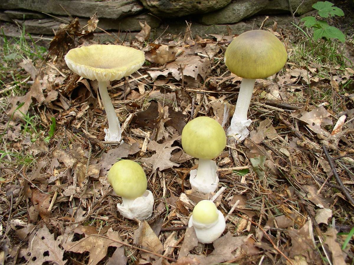 Поганки грибы ядовитые