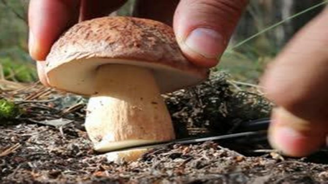 Сбор грибов: сроки в России, Украине, правила сбора, как и где искать грибы в лесу, ядовитые, зимние виды, правила первичной обработки