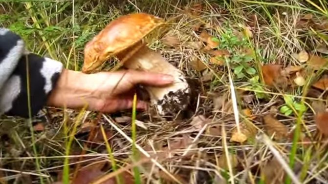 Сбор грибов: сроки в России, Украине, правила сбора, как и где искать грибы в лесу, ядовитые, зимние виды, правила первичной обработки