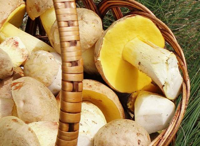 Полубелый гриб, он же жёлтый боровик: фото и описание, съедобен ли он