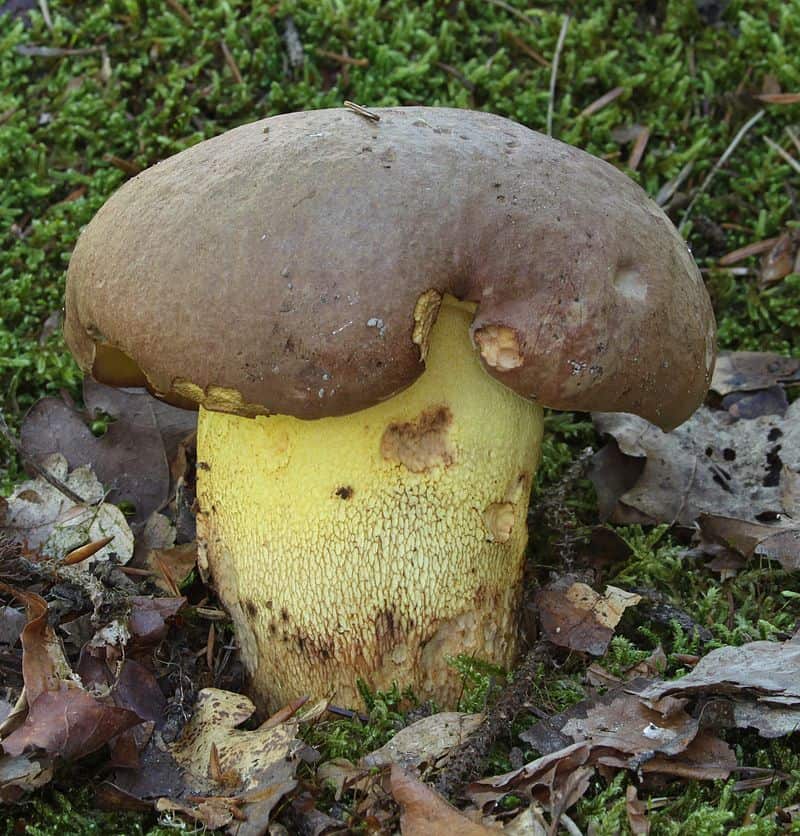 Полубелый гриб: где растет, как выглядит, съедобный или нет, как готовить и где собирать