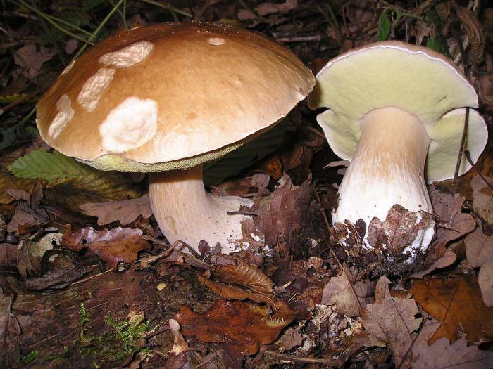 полубелый гриб описание и фото