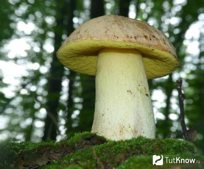 Как выглядит полубелый гриб