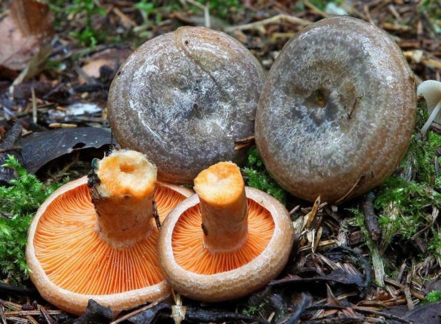 Почему рыжики синеют: при засолке, замачивании, что делать с грибами