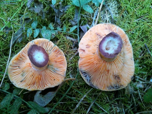 Почему рыжики синеют: при засолке, замачивании, что делать с грибами