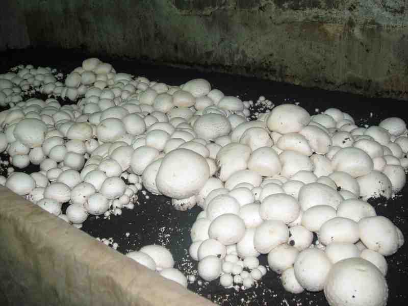 Компост для шампиньонов: состав. как сделать компост для выращивания грибов своими руками? компост из грибных блоков на шелухе