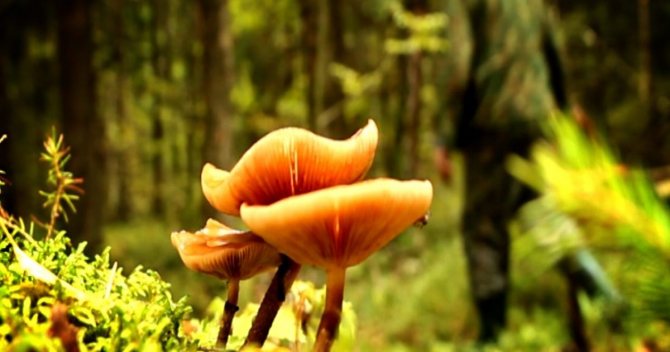 При какой температуре прекращается рост грибов
