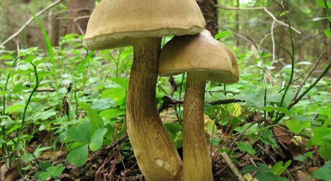 Как растут грибы в лесу: при какой температуре, как быстро