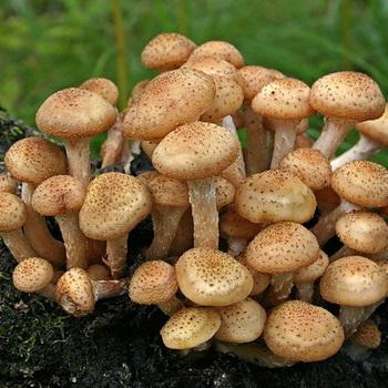 При какой температуре начинают расти грибы. Как растут грибы