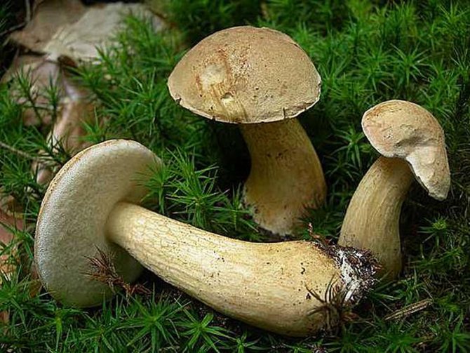 Как растут грибы в лесу: при какой температуре, как быстро