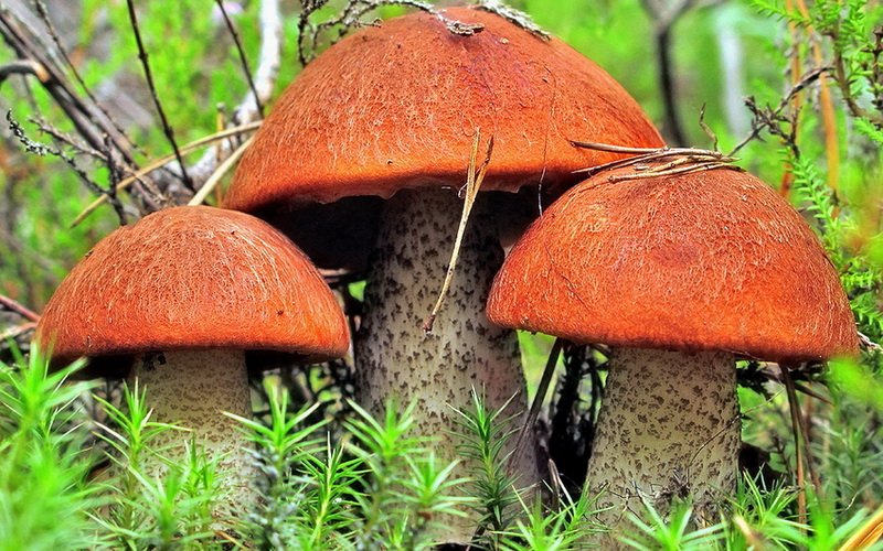 Как выглядит гриб подосиновик красный (с фото)