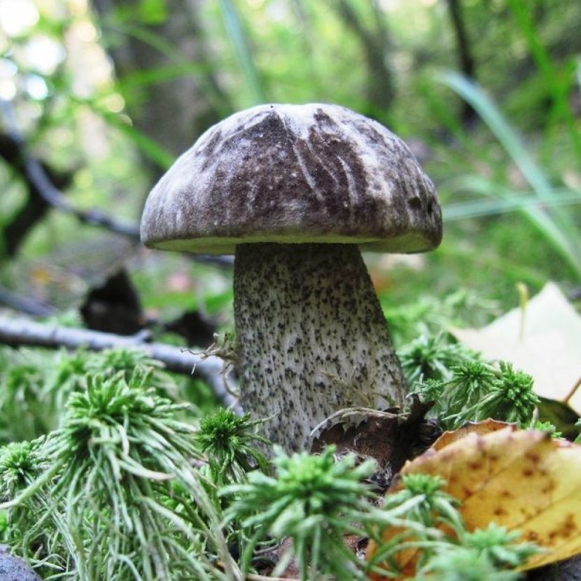 Ложный подосиновик: фото и описание гриба, как отличить от съедобного обабка