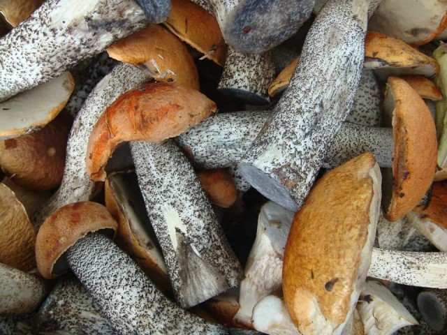 Ложный подосиновик: фото и описание гриба, как отличить от съедобного обабка