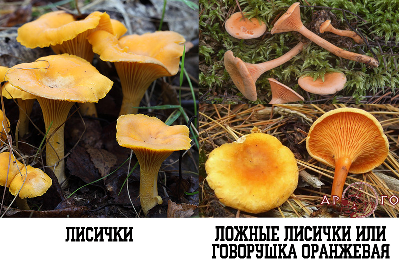Ложные Рыжики Фото Как Отличить