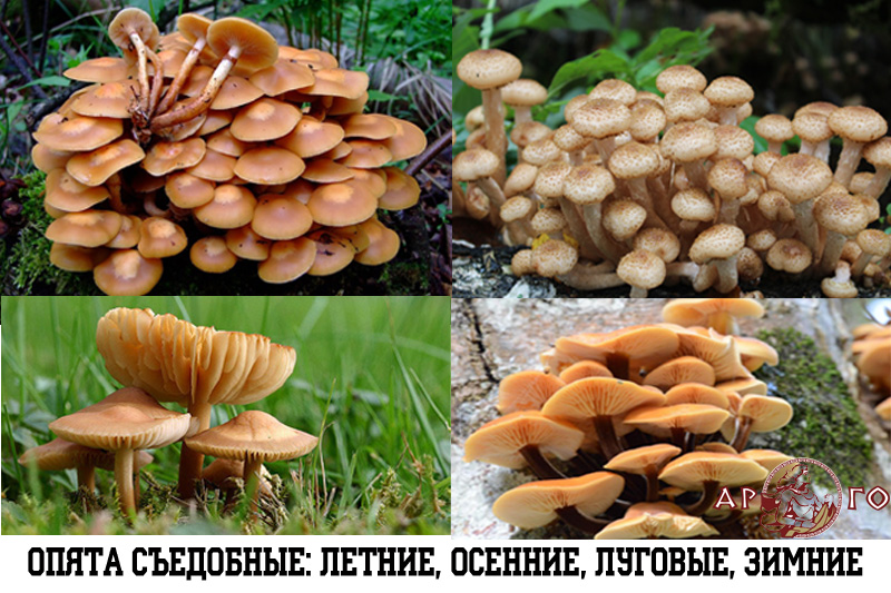 Опята Грибы Осенние Фото Съедобные И Несъедобные