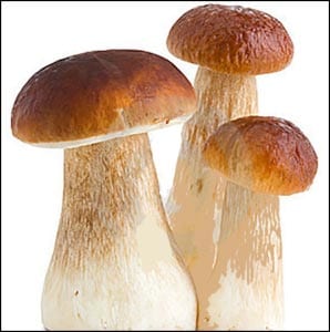Картинка белый гриб для детей