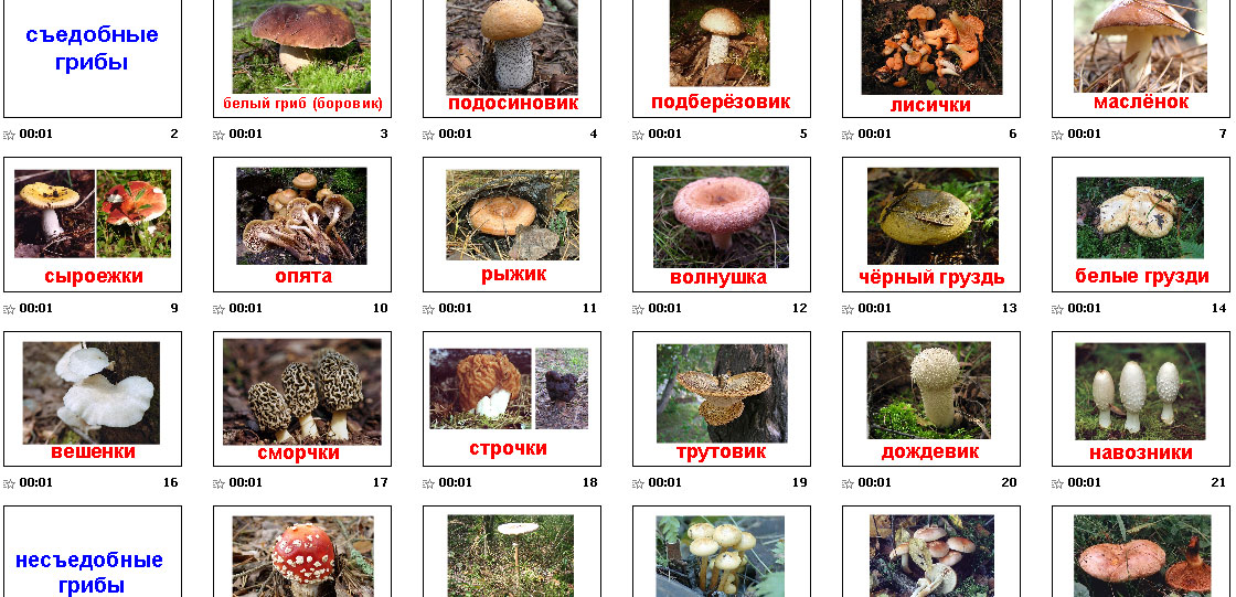 грибы с названиями картинки